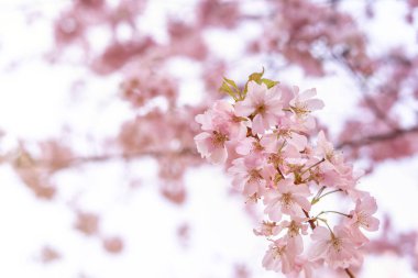 Güneş ışığında güzel, narin bir ağaç, çiçek arkaplanı, bahar çiçekleri.