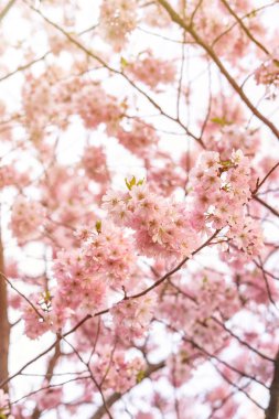 Güneş ışığında güzel, narin bir ağaç, çiçek arkaplanı, bahar çiçekleri.