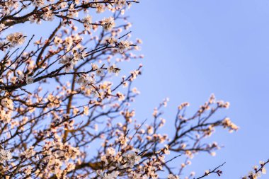 Güzel, narin kiraz ağacı sabah mor güneş ışığı çiçek arkaplan, bahar çiçekleri