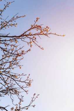 Güzel, narin kiraz ağacı sabah mor güneş ışığı çiçek arkaplan, bahar çiçekleri