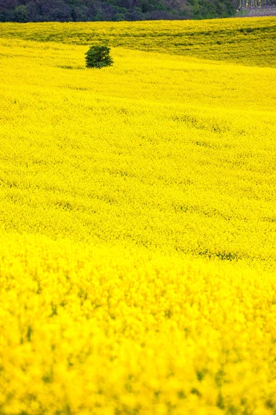 Scenic View Beautiful Moravian Tuscany Landscape South Moravia Czech Republic — Stock Photo, Image