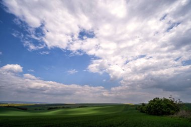 Taze yeşil buğday alan ve cirrus bulutlar ile mavi bulutlu gökyüzü