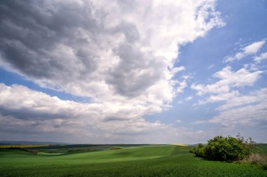Taze yeşil buğday alan ve cirrus bulutlar ile mavi bulutlu gökyüzü