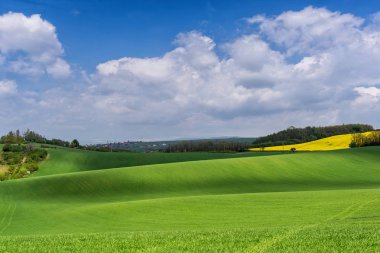 Taze yeşil buğday alan ve cirrus bulutlar ile mavi bulutlu gökyüzü.
