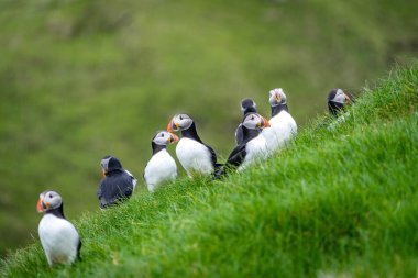 Birçok sevimli Atlantik martısı (Fratercula arktica), Faroe Adaları 'ndaki Mykines adasında yuva yapmaktadır..