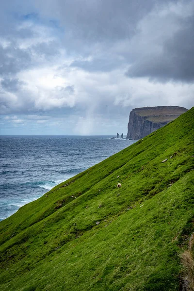 Dramatic Landscape Faroe Islands Sheep Green Grass Hills Steep Cliffs — ストック写真