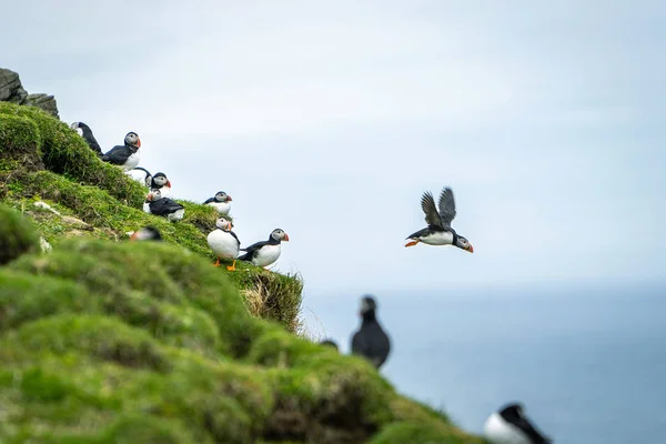 Många Söta Atlantic Puffin Fratercula Arctica Häckar Mykines Färöarna — Stockfoto