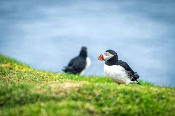 Wiele Słodkich Atlantic Puffin Fratercula Arctica Gnieżdżą Się Wyspie Mykines — Zdjęcie stockowe