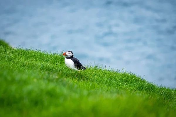 Singel Söt Atlanten Puffin Fratercula Arctica Häckning Mykines Färöarna — Stockfoto