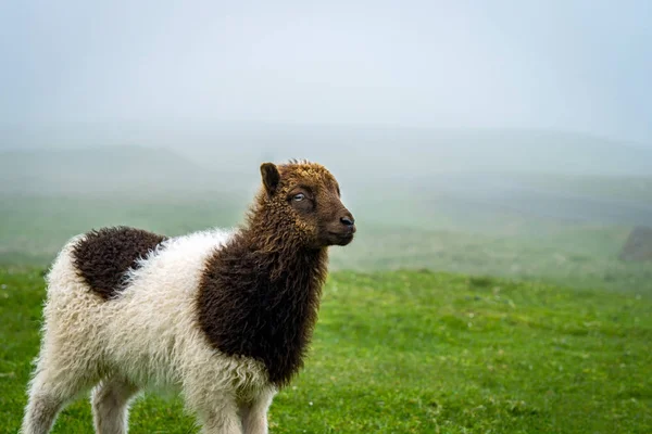 Baby Sheep Faroe Islands — Stock Photo, Image