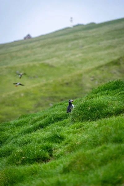 Mnoho Roztomilé Atlantic Puffin Fratercula Arctica Hnízdí Ostrově Mykines Faerské — Stock fotografie