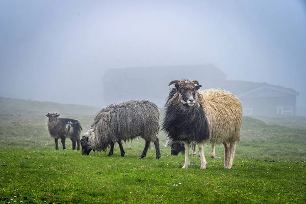 Sheep Faroe Islands — Stock Photo, Image