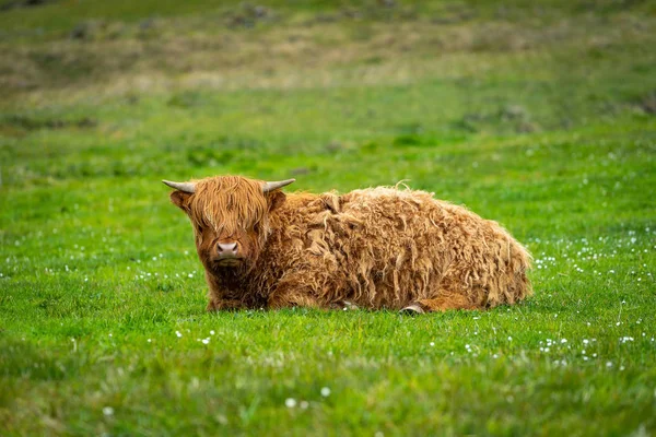 Green meadow with highland cattle, highland cow in Faroe Islands.