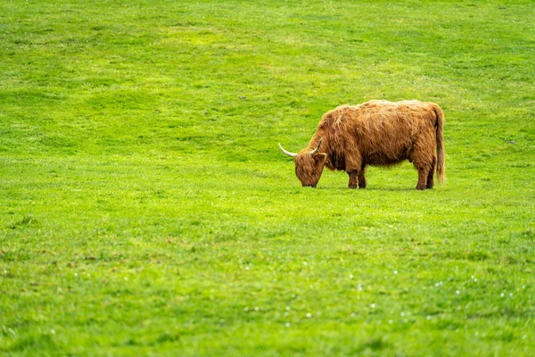 Pradera Verde Con Ganado Las Tierras Altas Vaca Las Tierras — Foto de Stock