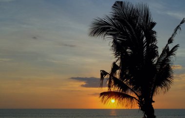 Palmiye ağacı yakınında gün batımı