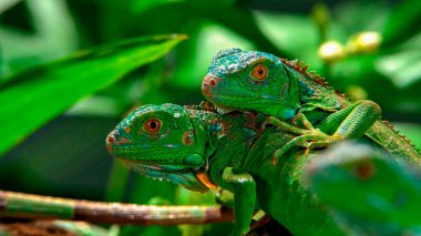 Bir dalda iki yeşil kertenkele