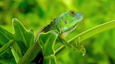 bir dalda yeşil iguana