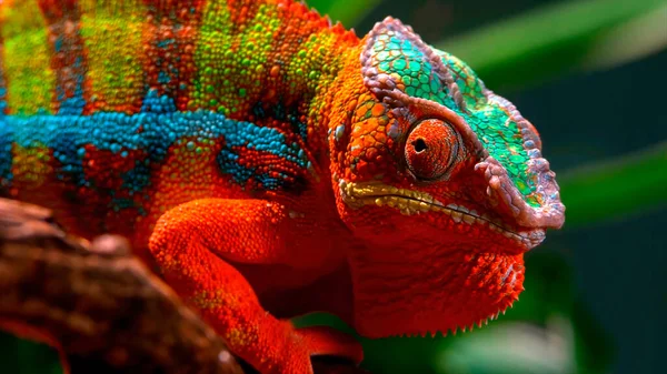 Precioso Camaleón Sobre Fondo Verde — Foto de Stock