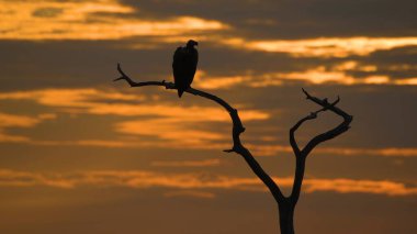 Safaride muhteşem bir gün batımı Bir dalda kuşun üstünde