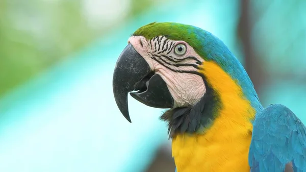 Modré Zelené Žluté Macaw — Stock fotografie