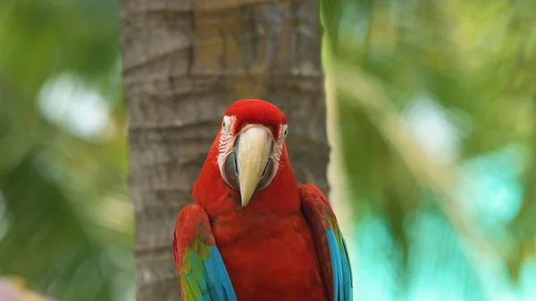 Červený Modrý Macaw — Stock fotografie