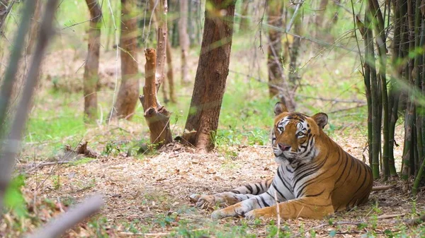 Grande Tigre Selva — Fotografia de Stock