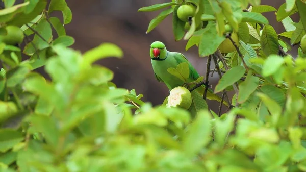 枝で食べる緑のオウム — ストック写真