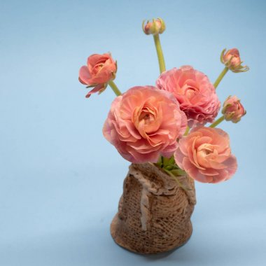 mavi bir arka plan üzerinde nazik gül ranunculuses sevimli buket