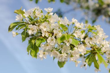Kiraz ağacı çiçeği. Doğal mavi arka plan üzerinde beyaz çiçek