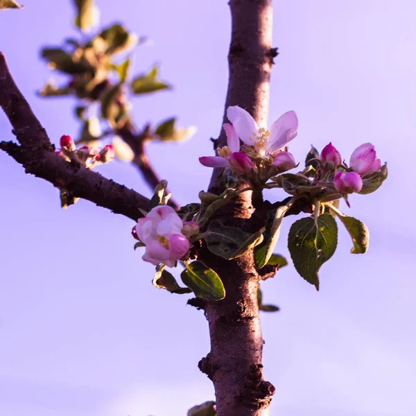 Цветок яблони. Розовый и белый цветок на фиолетовом фоне — стоковое фото