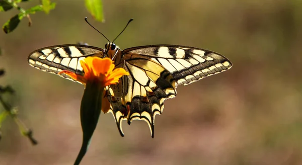 Kelebek Schmetterling Krlangc Kuyruk Machaon — Stockfoto