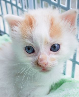 cara de un hermoso gato cachorro