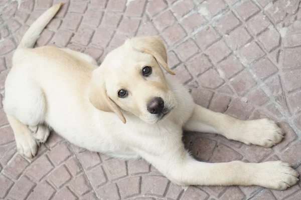 Perro Labrador Que Mira Hacia Kamara — Stock fotografie