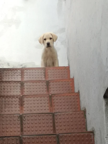 Perro Labrador Para Cima Una Escalera — Stok fotoğraf