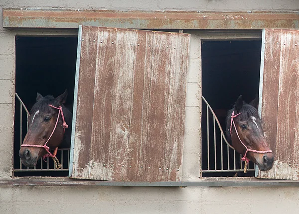 TWO HORSES PULL THEIR HEADS BY THE STABLE WINDOWS