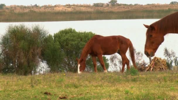 Group Horses Walking Field Grass River Background — Stock Video