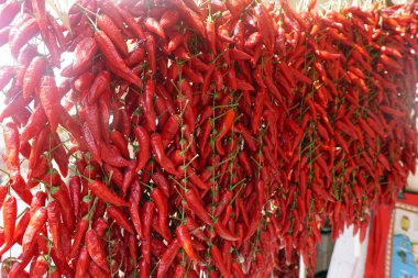The hanging calabrian chilli peppers clipart