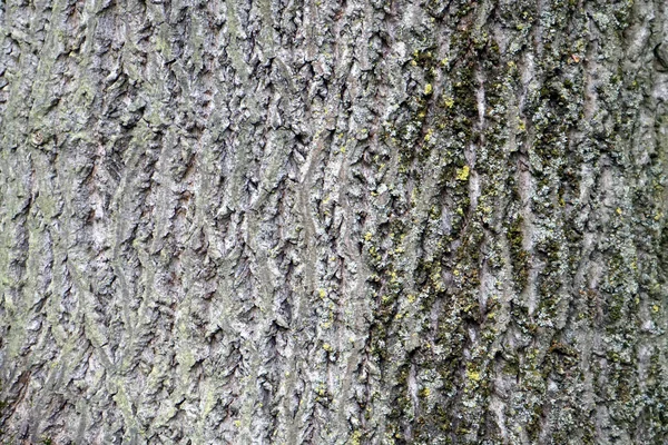Старое дерево Лилиодендрон Tulipifera коры текстуры фона — стоковое фото