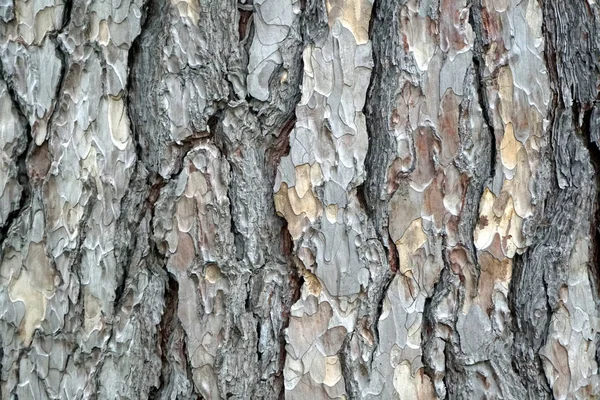 Árbol viejo Pinus Negra corteza textura fondo patrón — Foto de Stock