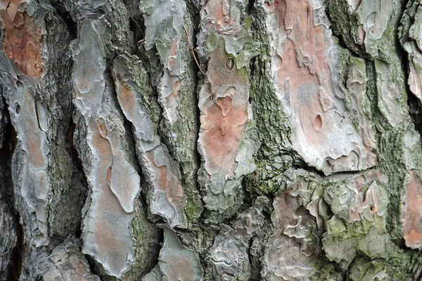 老树皮努斯皮纳树皮纹理背景模式 — 图库照片