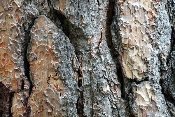 Alte Baum Pinus Ponterosa Rinde Textur Hintergrund Muster — Stockfoto