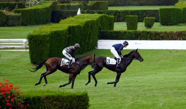 Két ló szinkronban fut a 2019-es Merano Nagydíjon — Stock Fotó