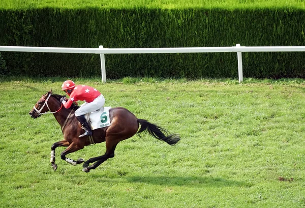 Caballo Soltero Con Jinete Galopando Carrera Septiembre 2020 Merano Italia —  Fotos de Stock