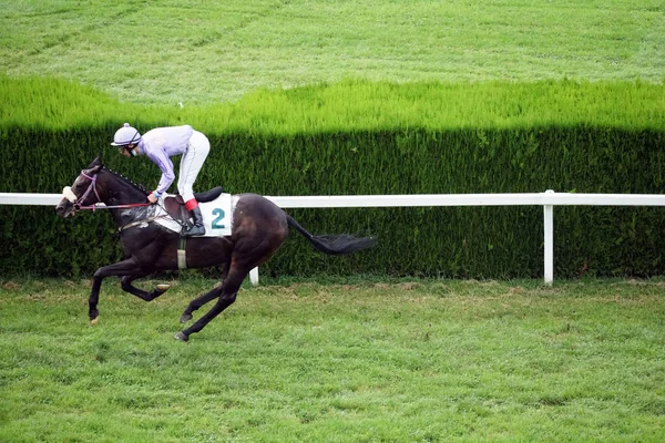 Yhden Hevosen Kanssa Jockey Laukkaa Kilpailussa Syyskuu 2020 Merano Italia — kuvapankkivalokuva