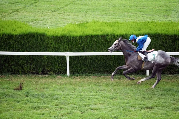 Alleenstaand Paard Met Een Jockey Galoppeert Tijdens Race September 2020 — Stockfoto