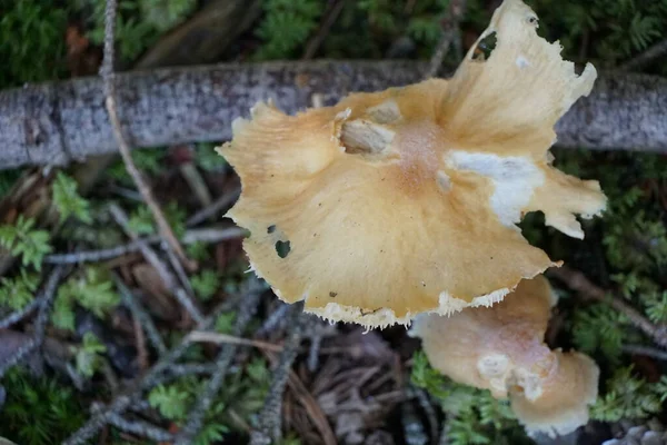 Único Cogumelo Chão Verde Floresta Com Uma Foto Espacial Negativa — Fotografia de Stock