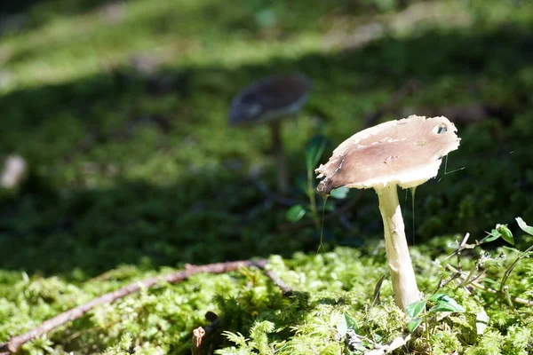 Único Cogumelo Chão Verde Floresta Com Uma Foto Espacial Negativa — Fotografia de Stock