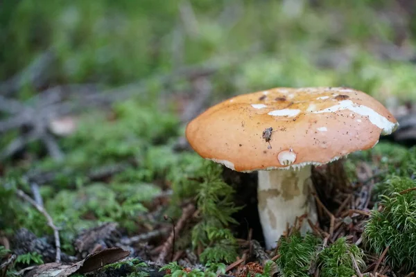 Único Cogumelo Chão Verde Floresta Com Uma Foto Espacial Negativa — Fotografia de Stock