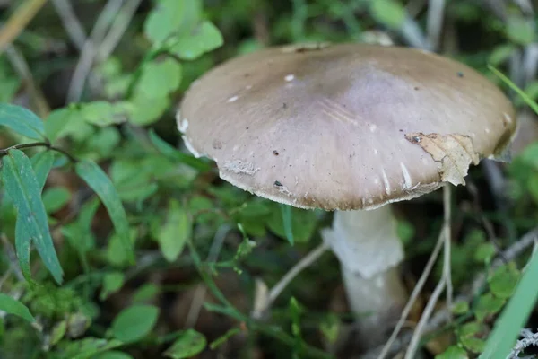 Solo Hongo Suelo Del Bosque Verde Con Una Foto Negativa — Foto de Stock