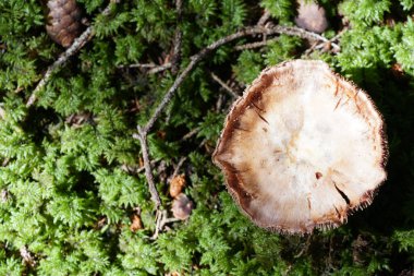 Fotokopi çekilen bir mantar..